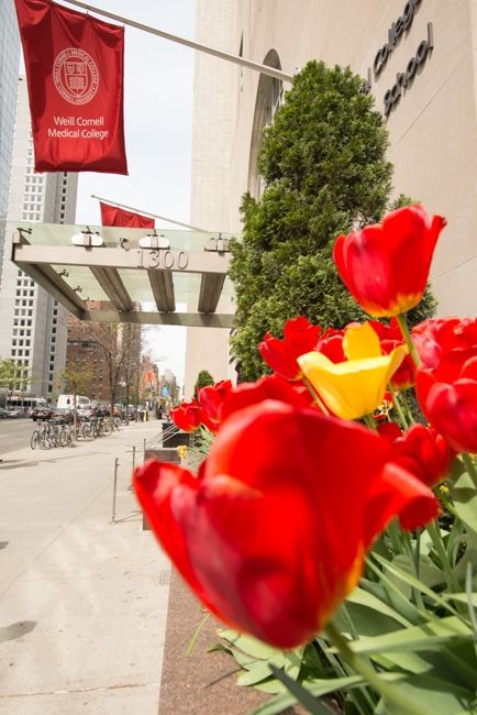 Flowers outside of WCM College entrance