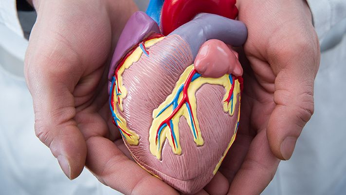 Model of heart in hands of physician