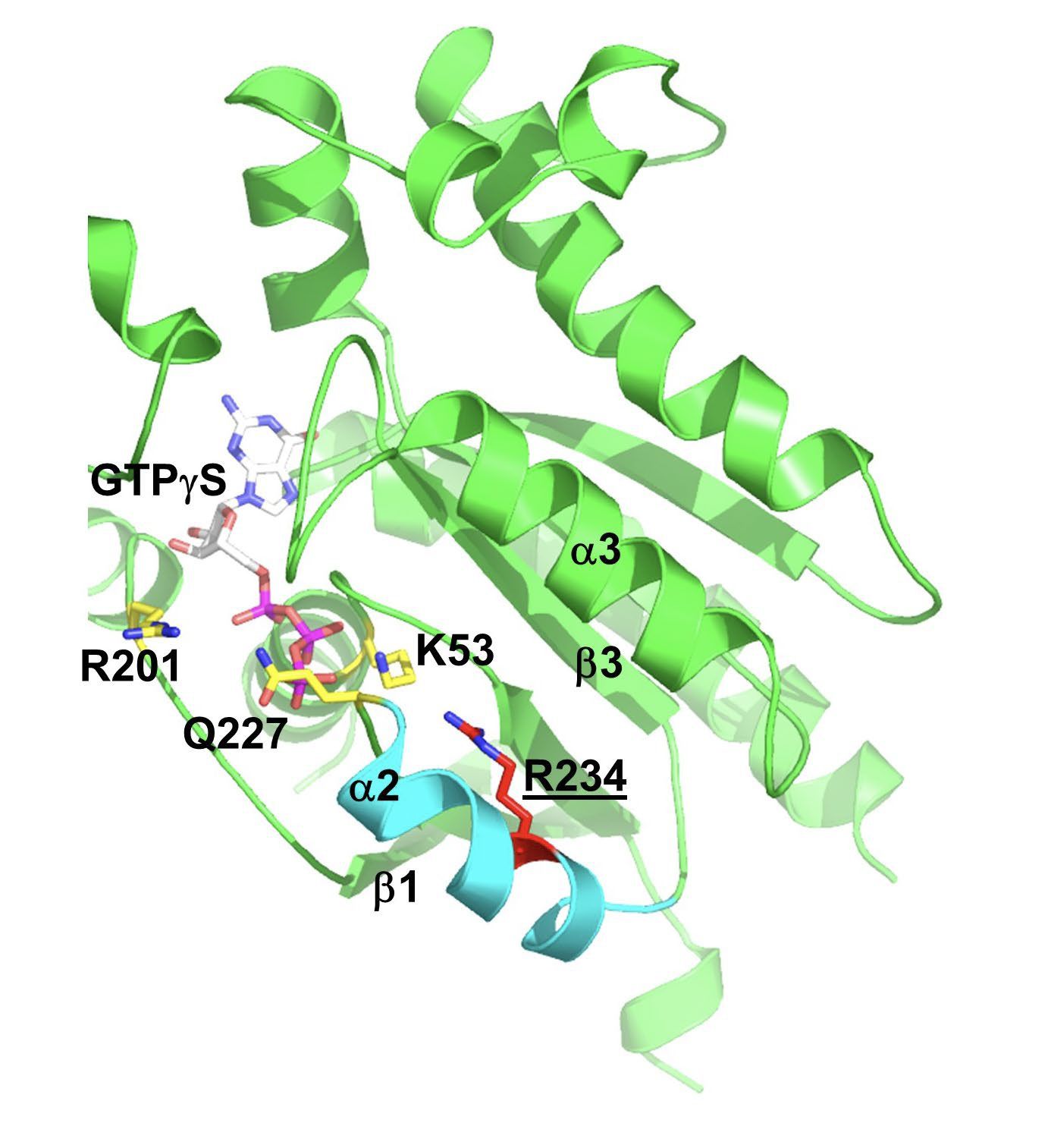 Gsα and structural modeling